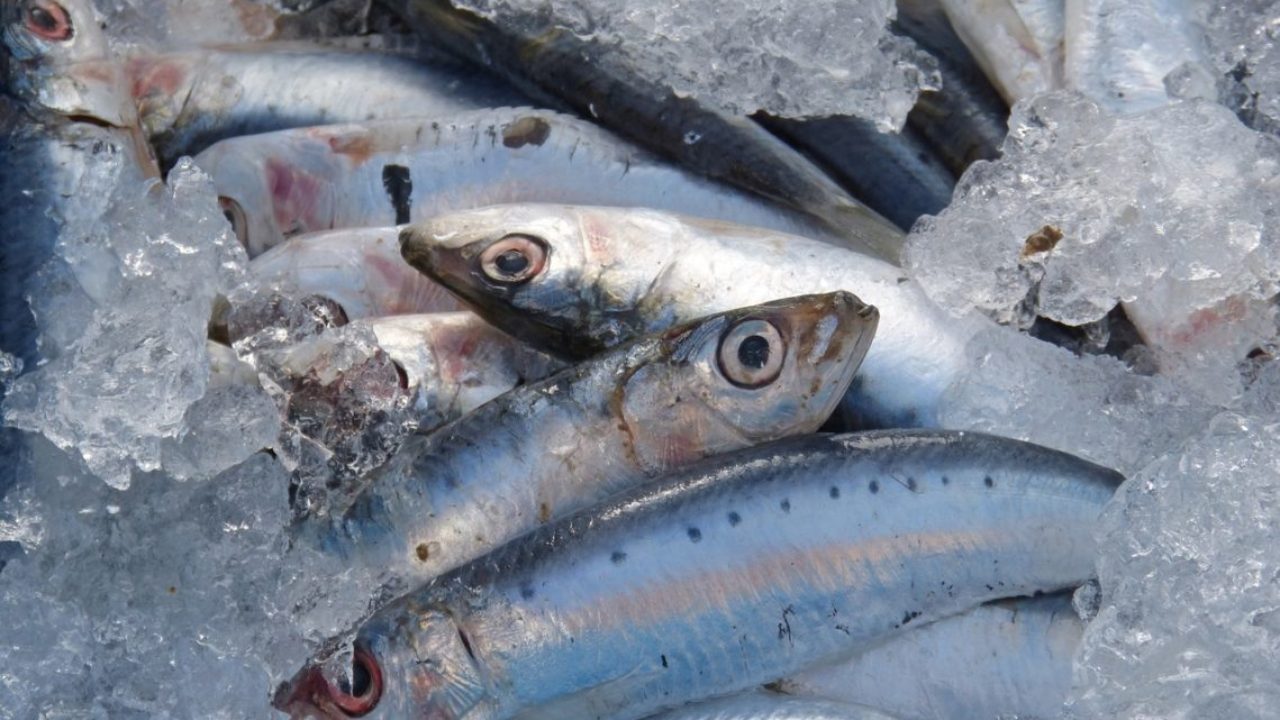 初心者に持って来いのサビキ釣りと探り釣りの仕掛けや釣り方を紹介 教えて パパっと先生